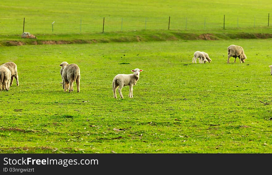 Australian farm Little lamb looking at camera