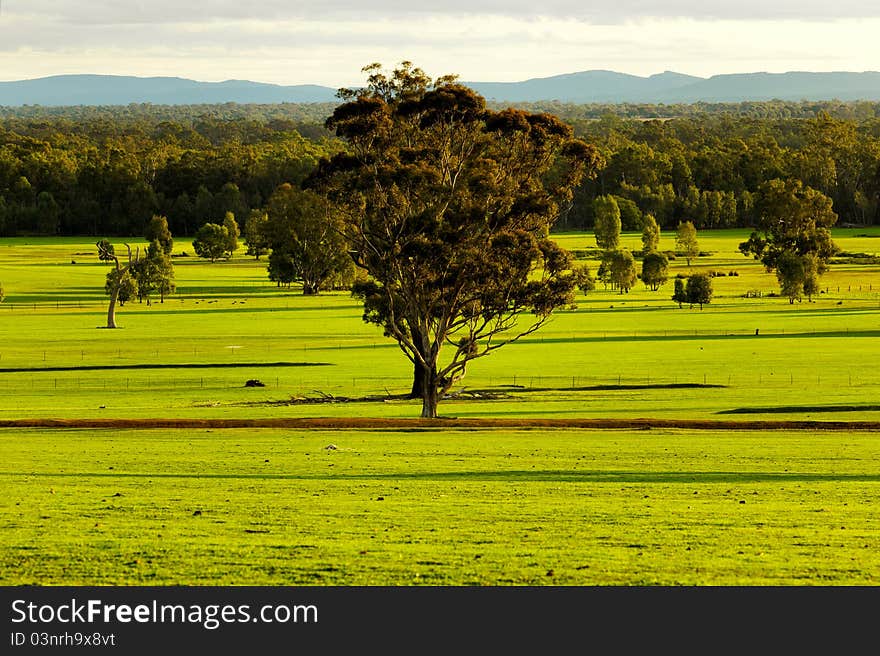 Green Grass Field