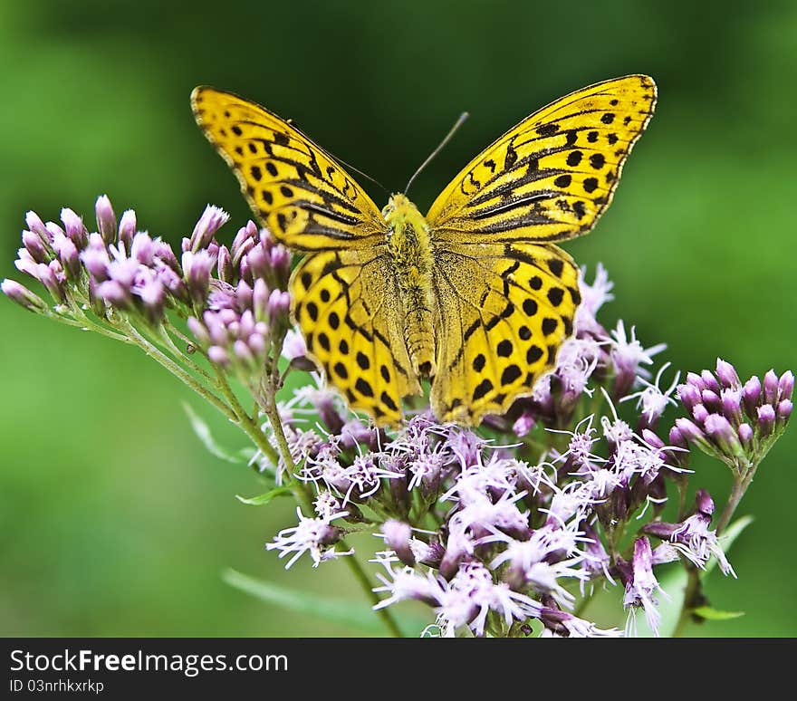 A beautiful orange and black butterfly sitting on a pink flower