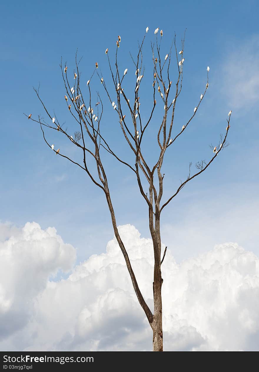 Single old and dead tree with white parrots on the branches against blue sky. Single old and dead tree with white parrots on the branches against blue sky