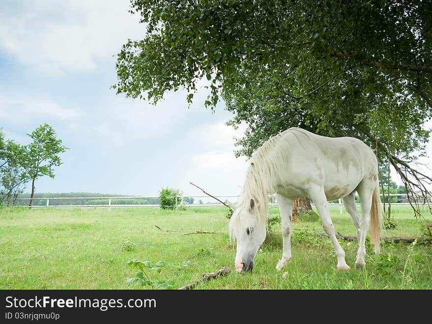 Beautiful Horse in a Green Meadow in sunny day