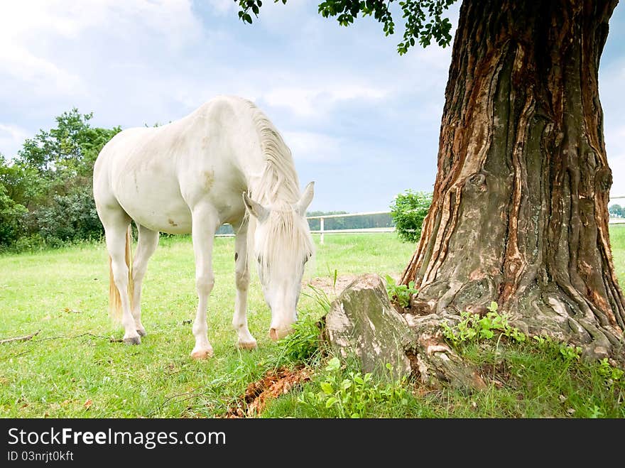 Beautiful Horse in a Green Meadow in sunny day