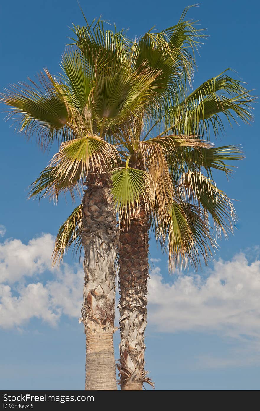 Mediterranean palm tree against a blue sky background. Mediterranean palm tree against a blue sky background