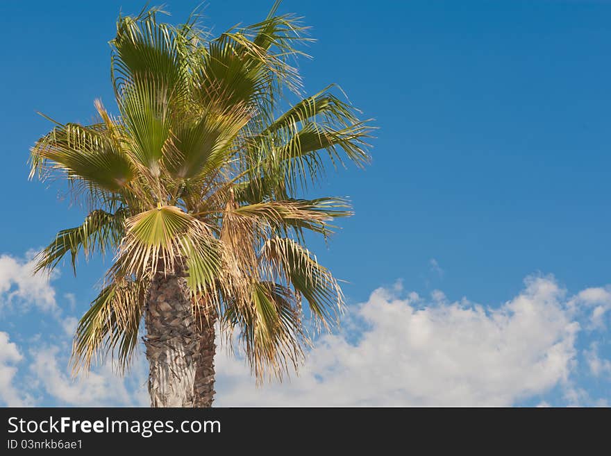 Mediterranean palm tree against a blue sky background in format landscape. Mediterranean palm tree against a blue sky background in format landscape