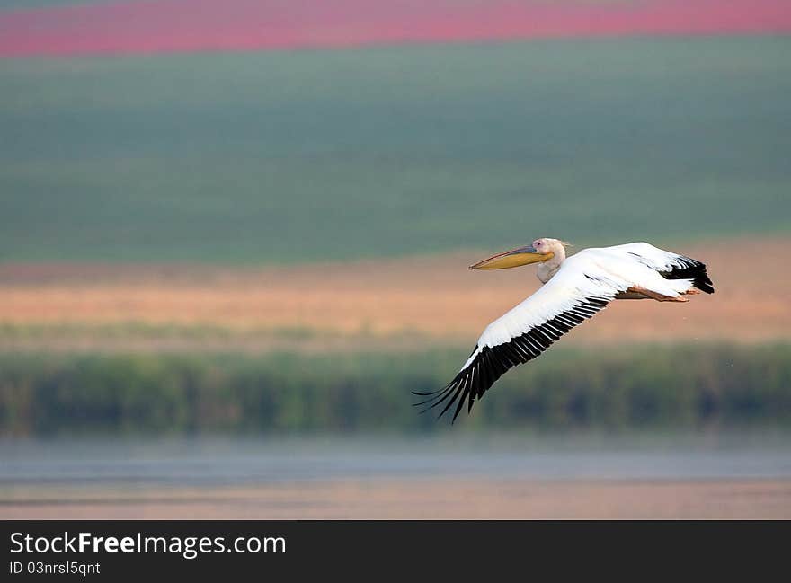 Pelican in the Danube Delta.