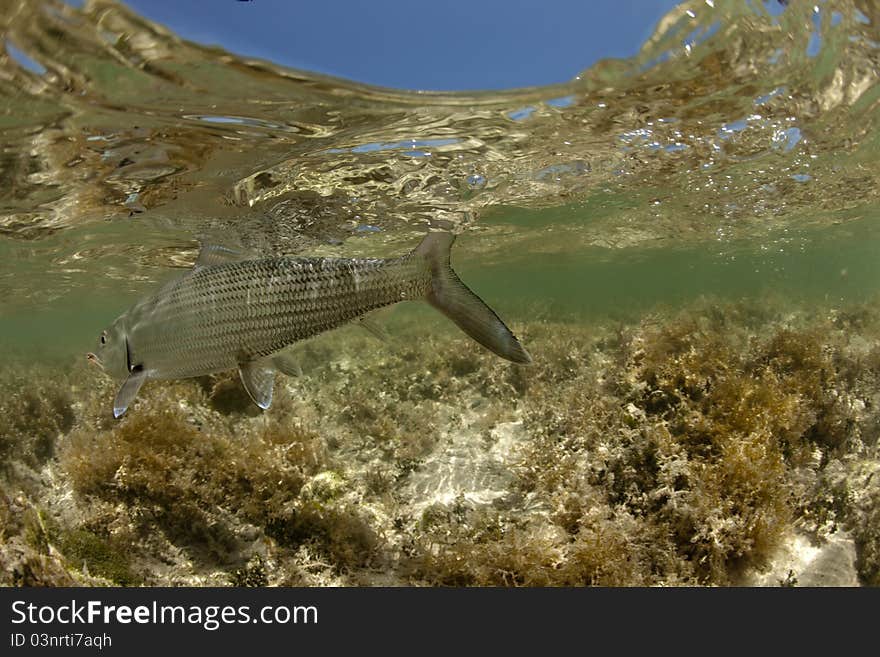 Bonefish is waving good-bye. Tropical inshore fly fishing. Bonefish is waving good-bye. Tropical inshore fly fishing.