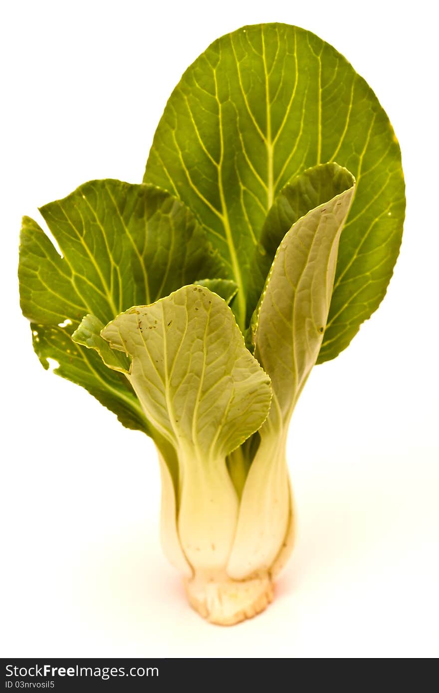 Changhai Pak Choy vegetable on white background. Changhai Pak Choy vegetable on white background