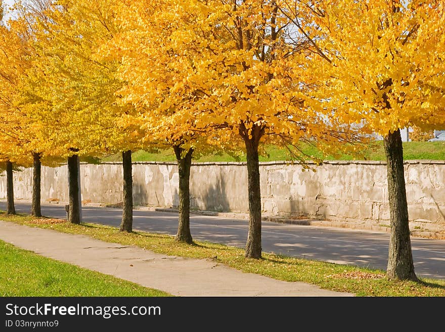 Orange trees on autumn season