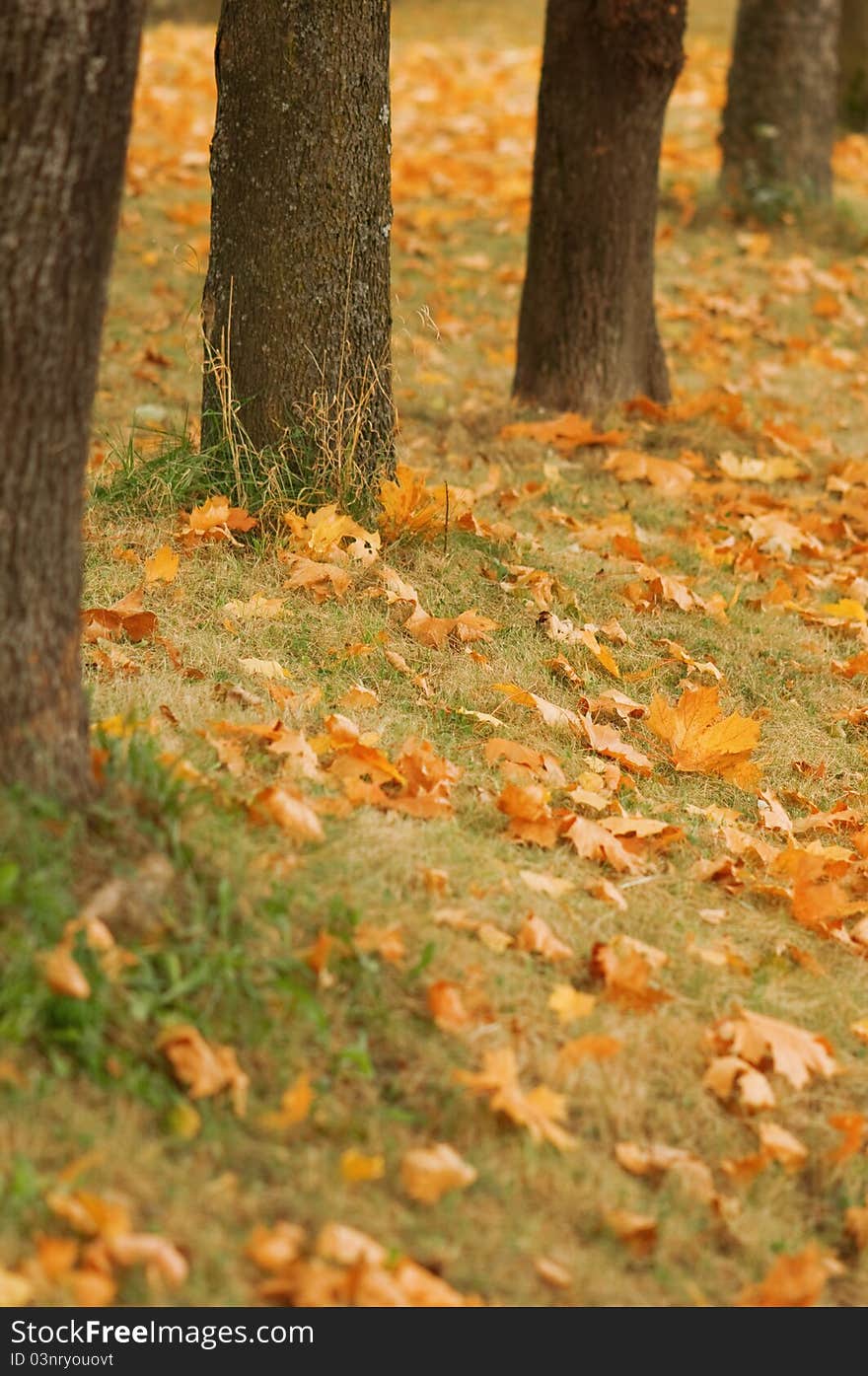 Orange park on autumn season