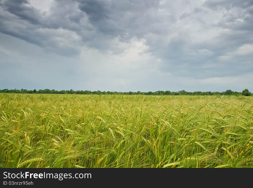 Wheat field and blue sky