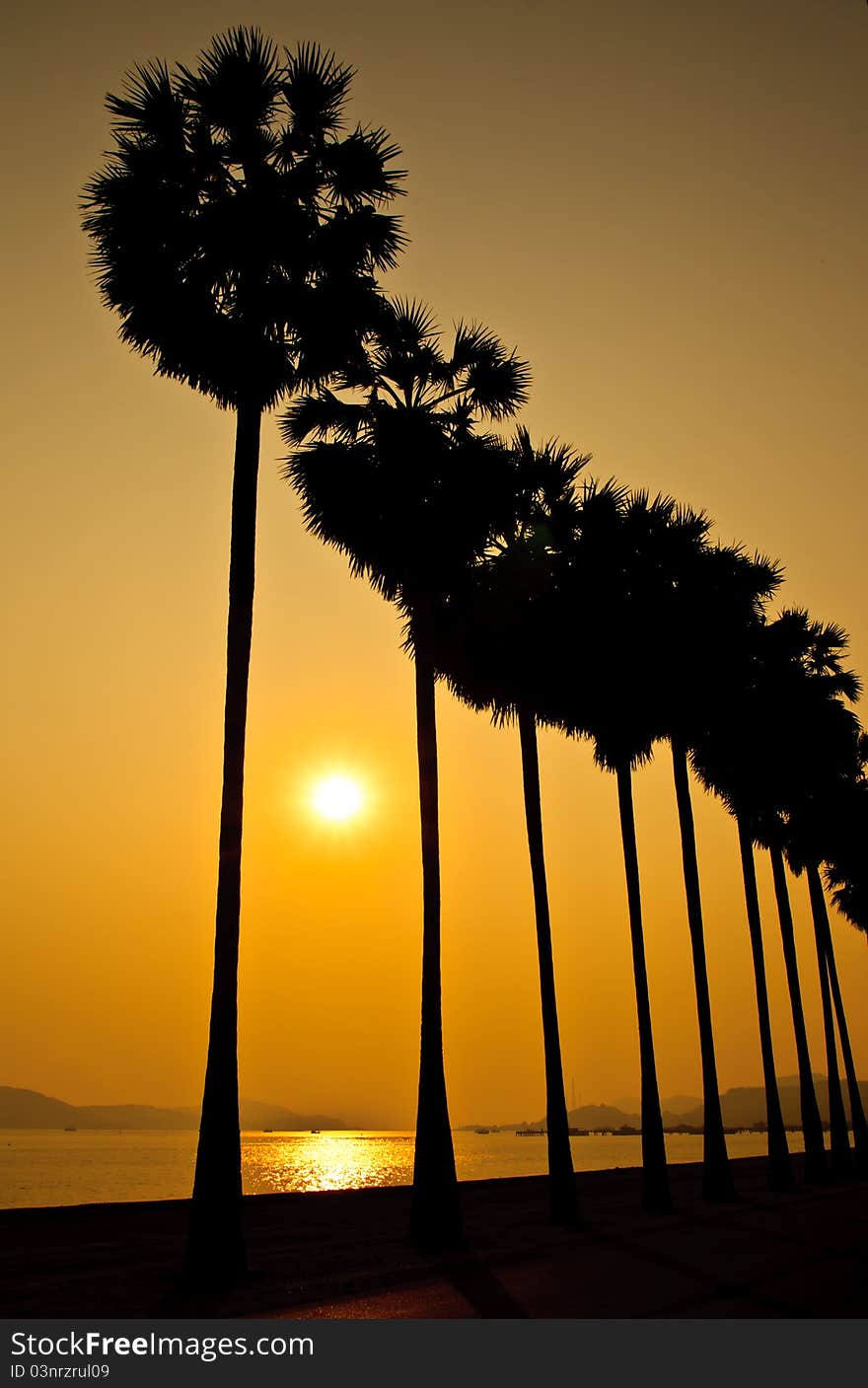 Palm tree and sunset