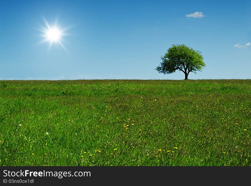 Green tree and sun in blue sky