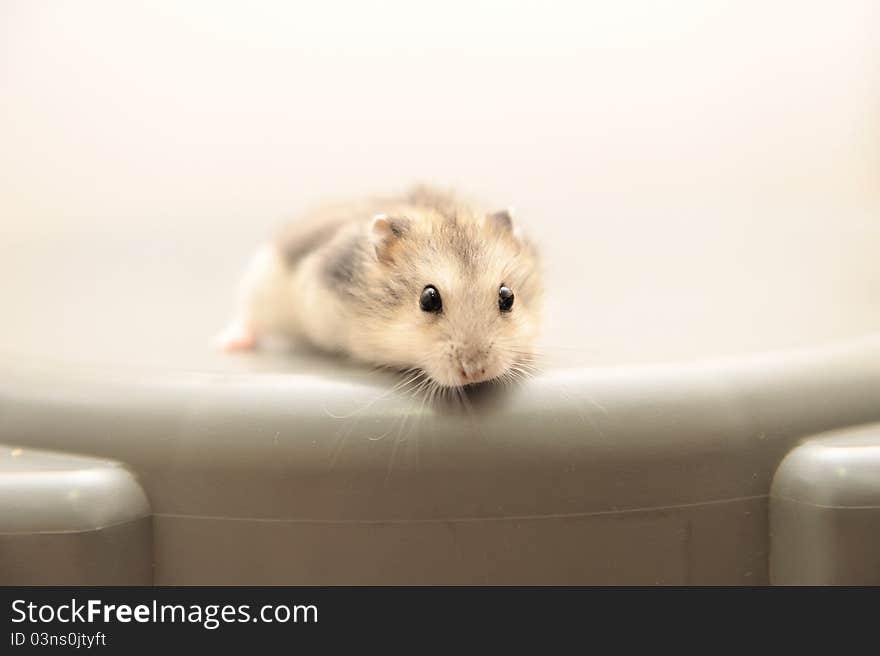 Inquisitive baby hamster peering forward. Inquisitive baby hamster peering forward