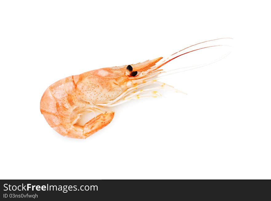 Small orange shrimp isolated on white. Small orange shrimp isolated on white