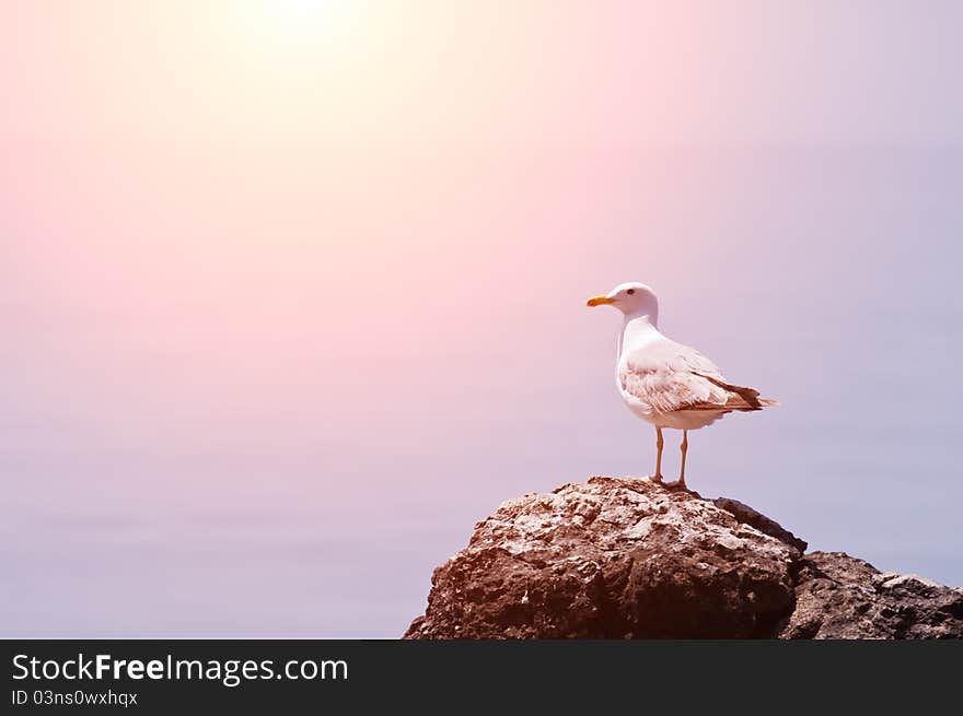 Seagull sitting on rock in sea