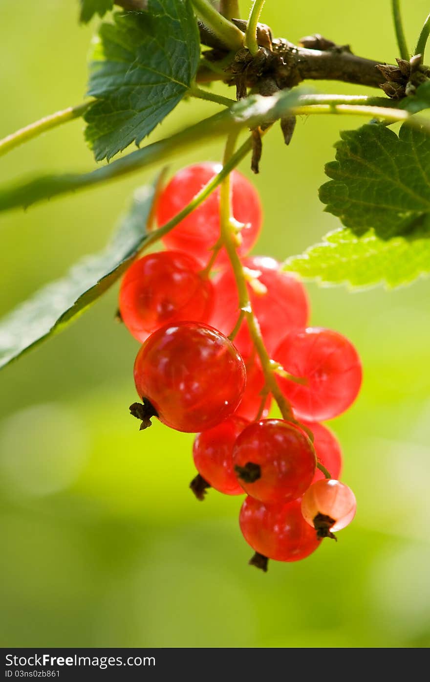 Macro shot of red currant