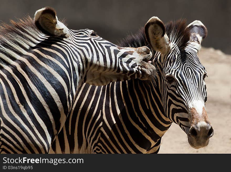 Fighting zebras