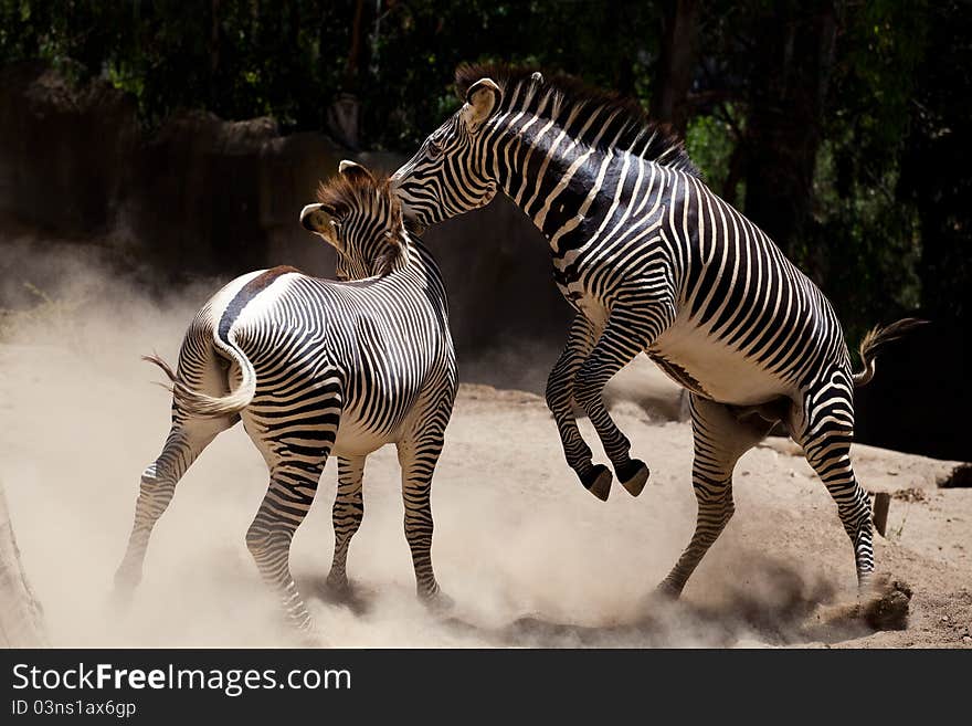 Zebra fighting