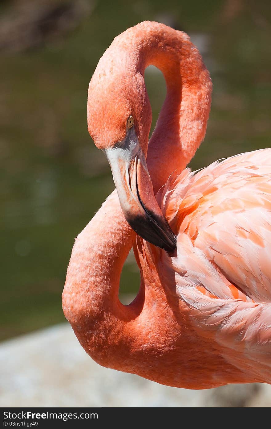 Close up portrait of flamingo