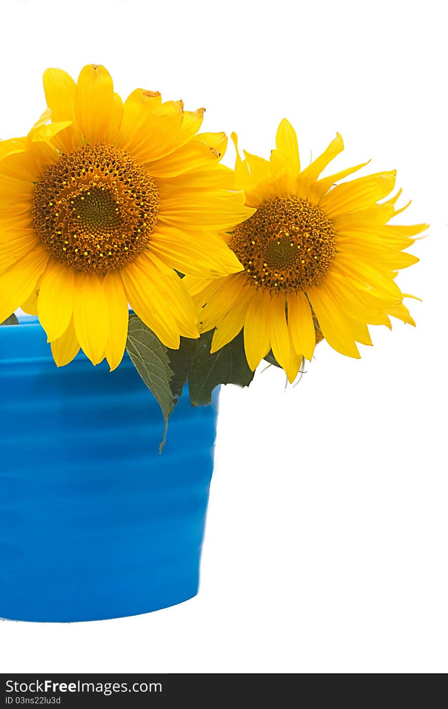 Sunflower bouquet in bucket over white. Sunflower bouquet in bucket over white