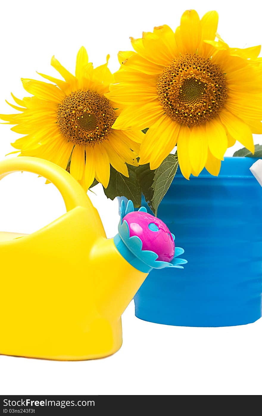 Sunflower bouquet and watering can