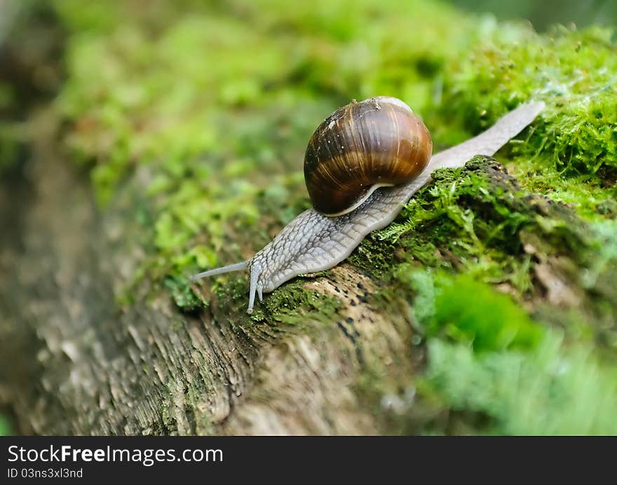 Camera image of a snail in foreground. Camera image of a snail in foreground