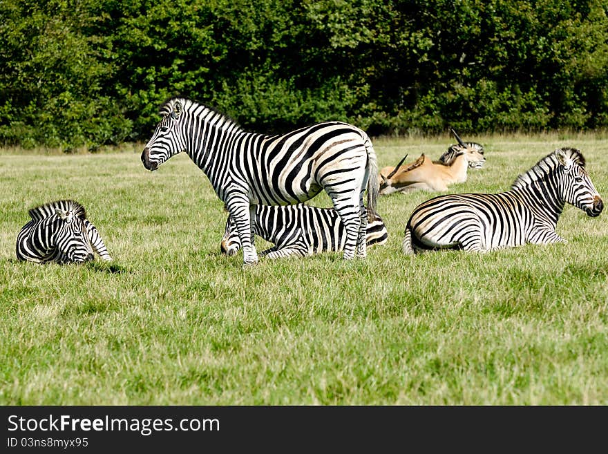 A group of zebras are resting in the green grass.