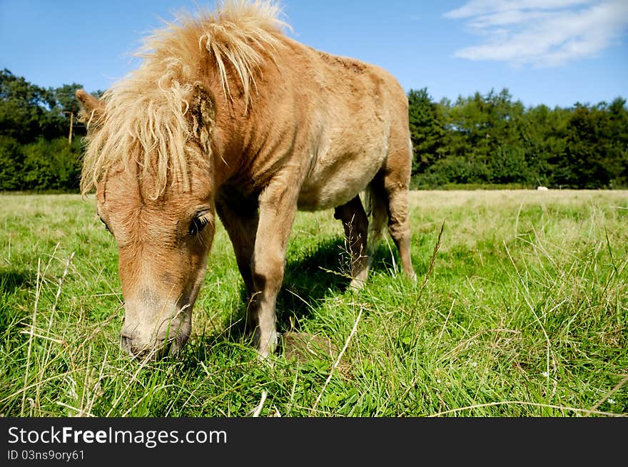 Foal is eating grass