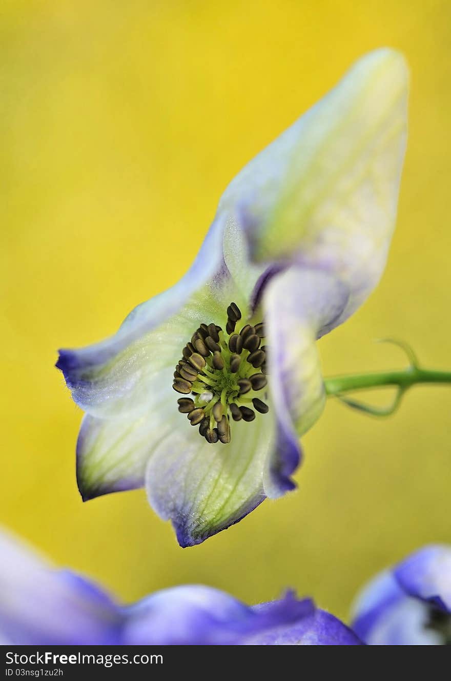 A flower as close-up