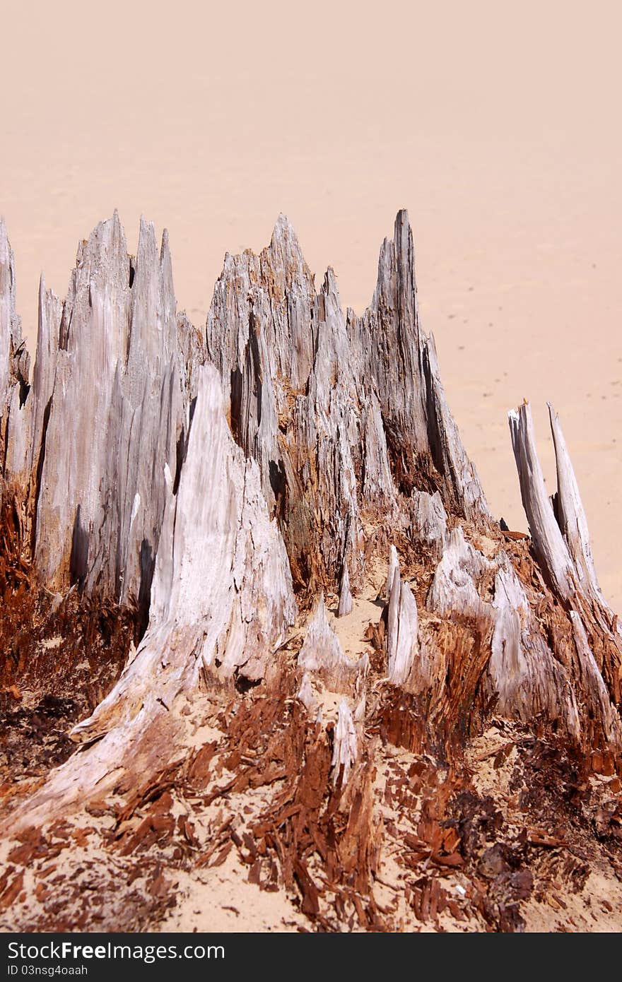 Weathered tree close up in the desert sand