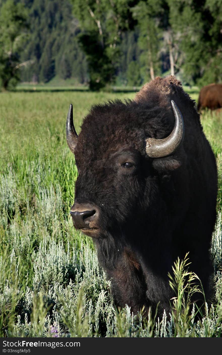 Buffalo