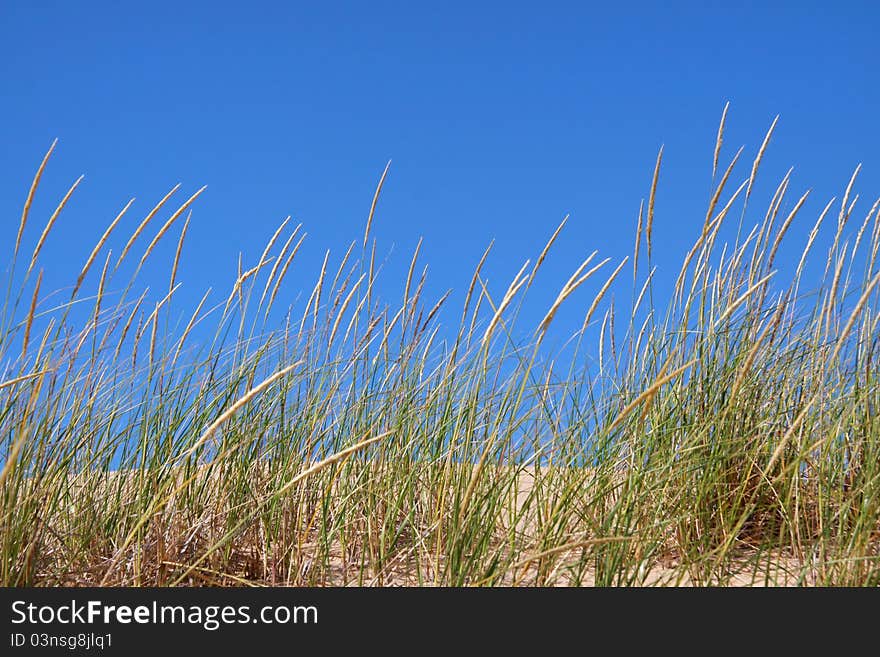 Tall green grass on beach sand against blue sky. Tall green grass on beach sand against blue sky