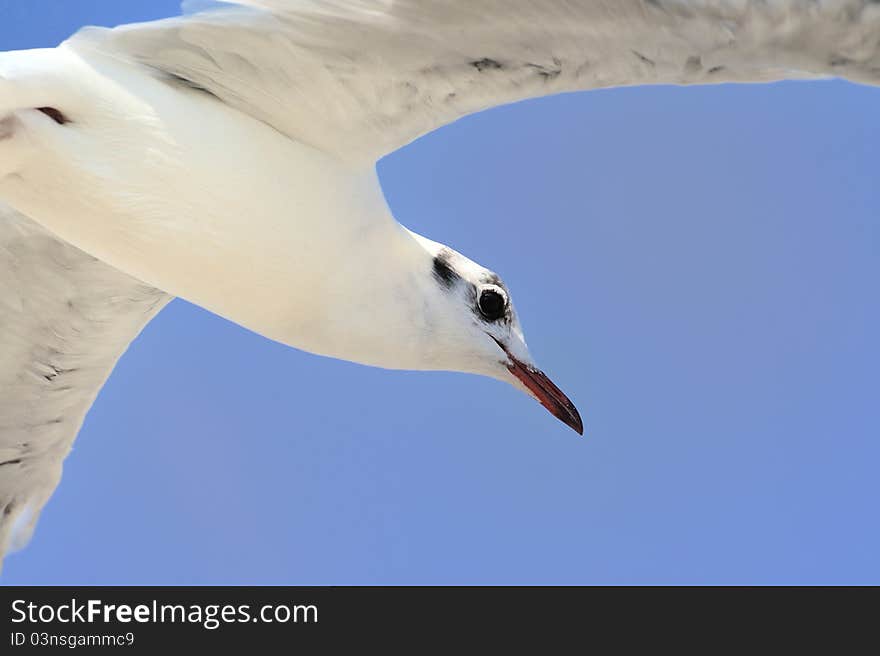 Seagull In Flight