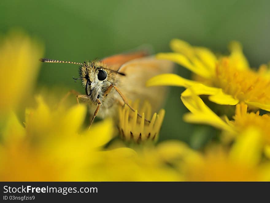 A skipper as close-up