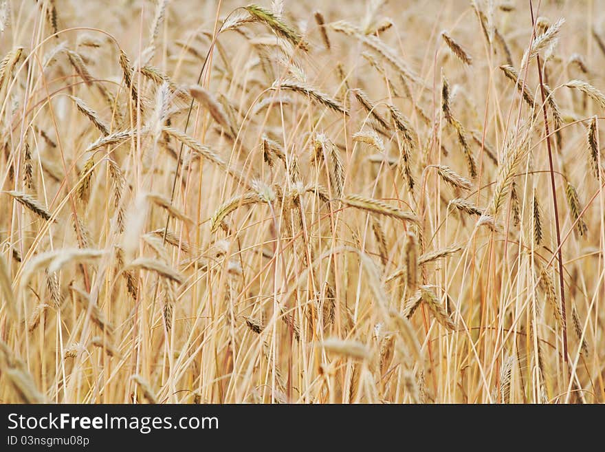 Filed Of Corn.