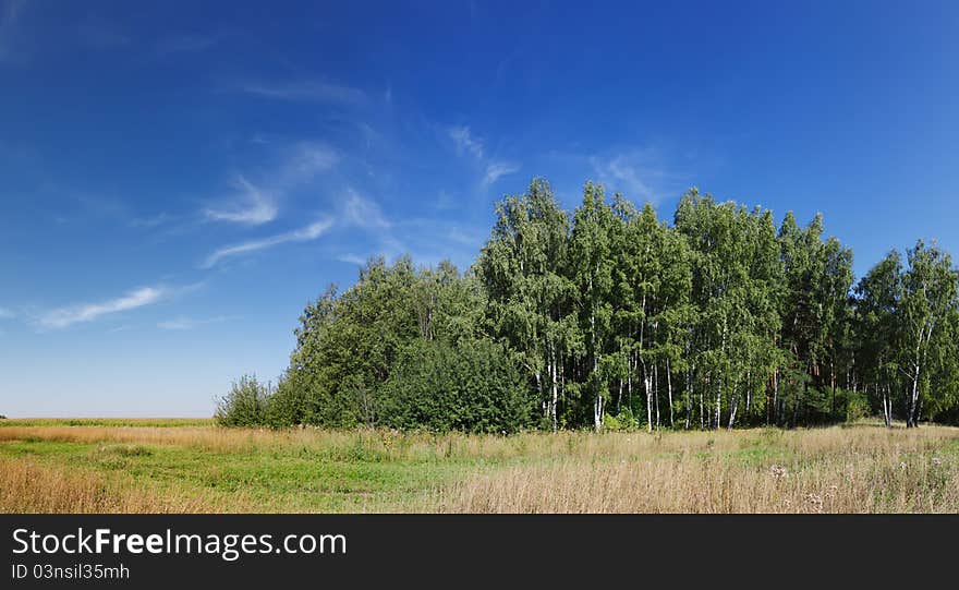 Panorama Of Forest With Vivid Sky