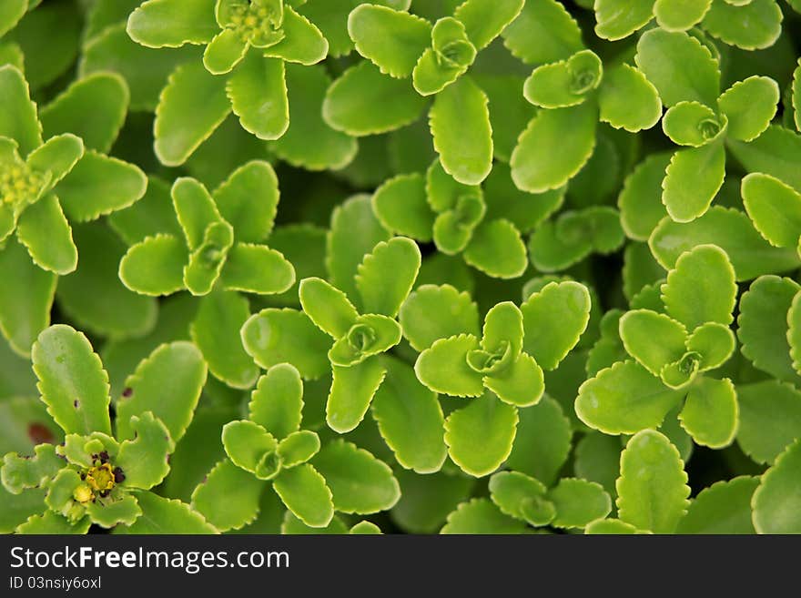 Fresh green leaves