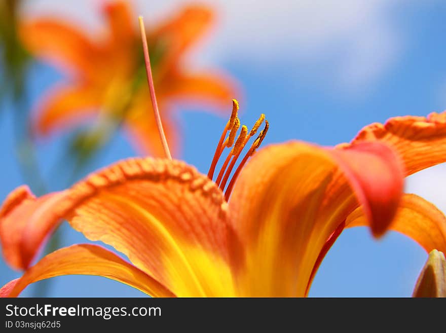 Orange Lilly flowers against blue sky background. Orange Lilly flowers against blue sky background