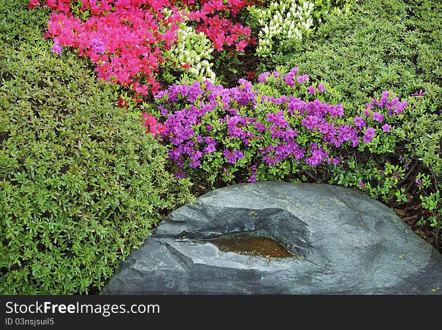 Wet boulder inside green bushes and fresh azalea flowers in Japanese zen garden. Wet boulder inside green bushes and fresh azalea flowers in Japanese zen garden