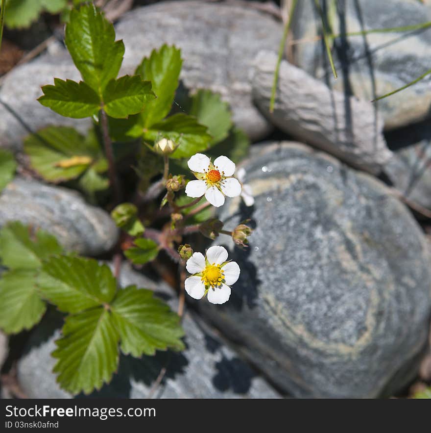 Strawberry Blossom