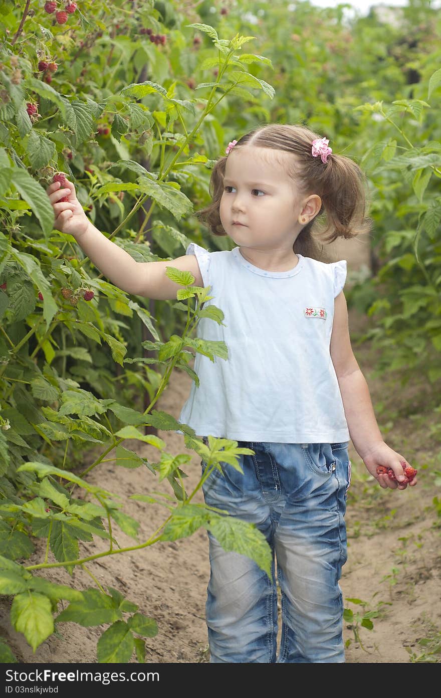 Little girl gathering raspberries