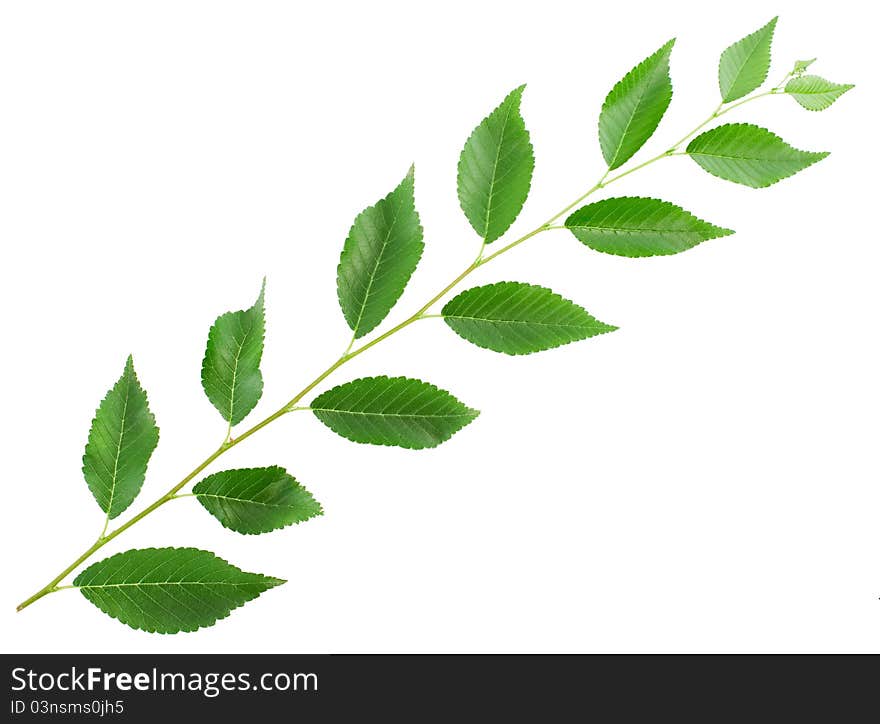 Green leaves isolated on white background