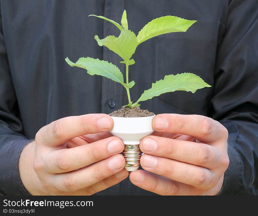 Plant in a base of energy-saving bulb