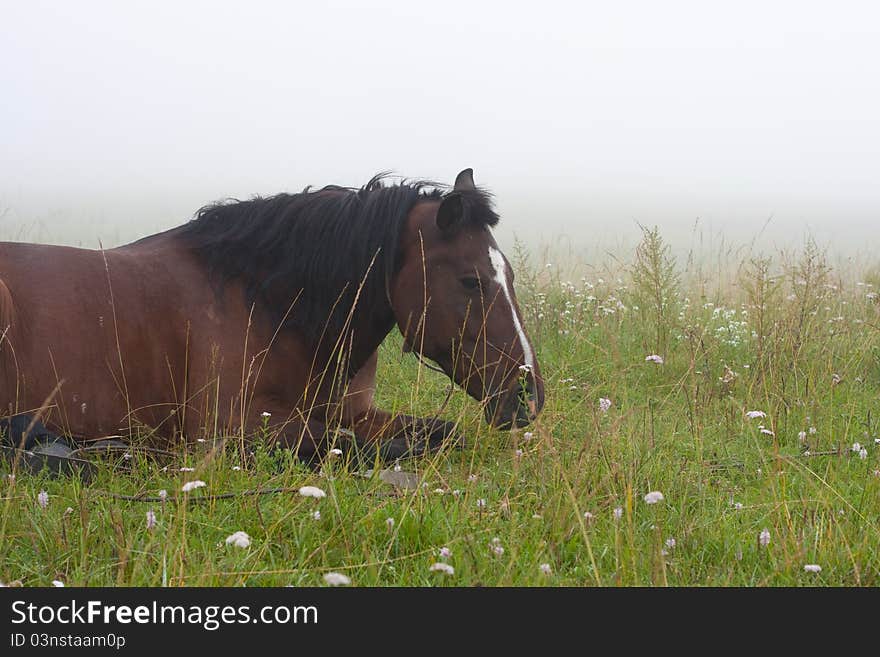 Horse In The Fog