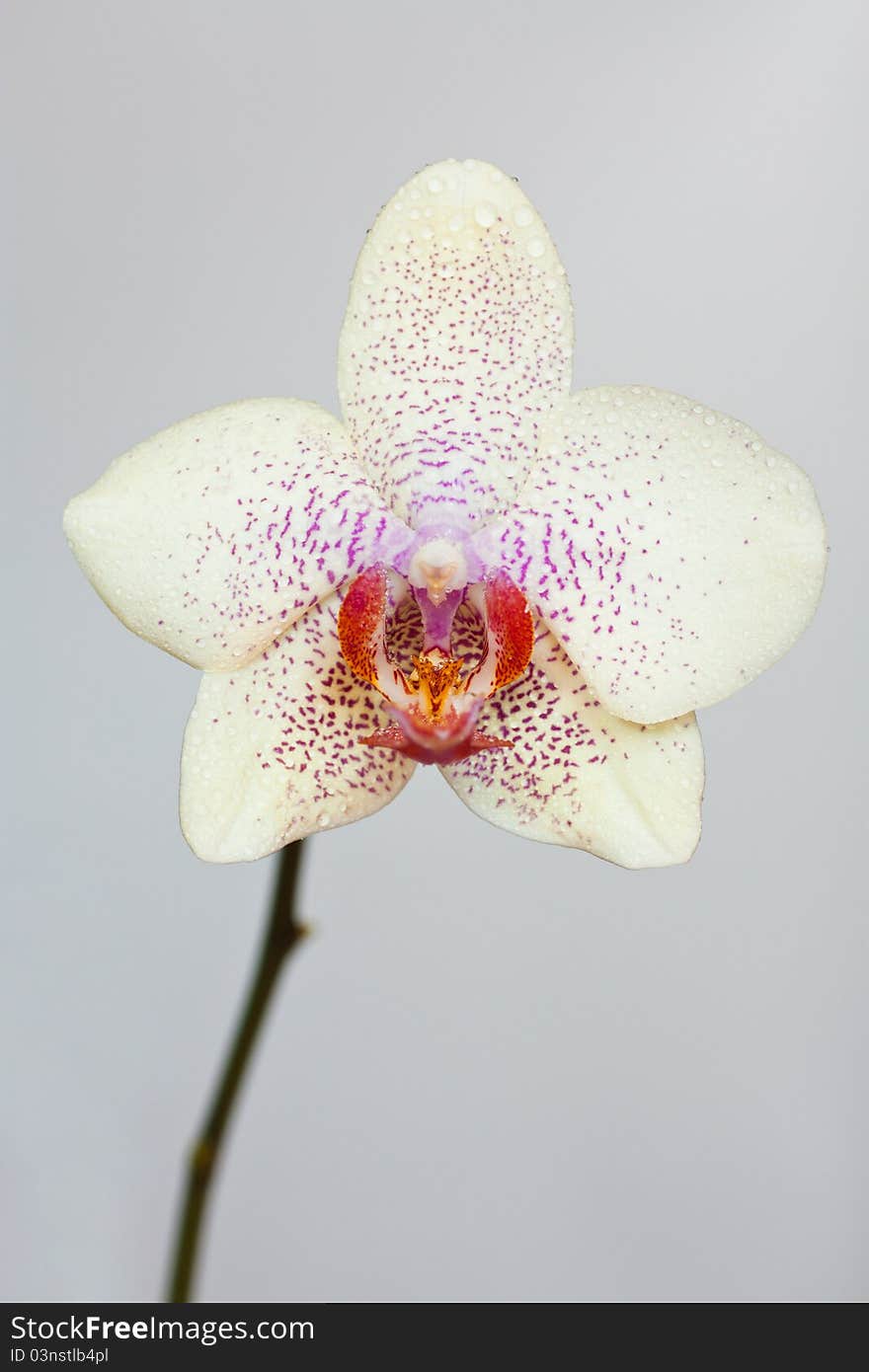 Orchid flower