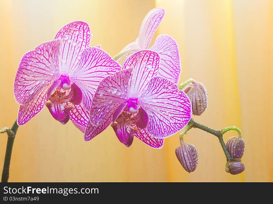 Orchid flower