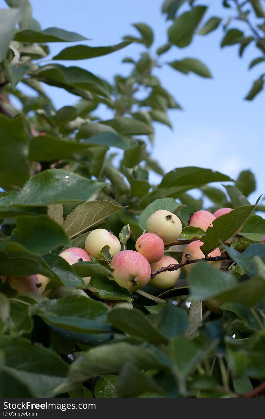 Apple twig garden