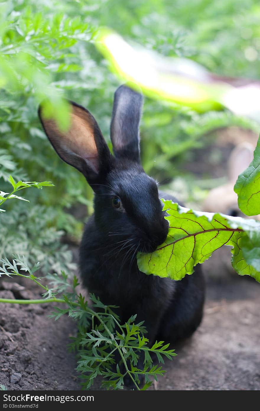 Rabbit chewing leaf beet