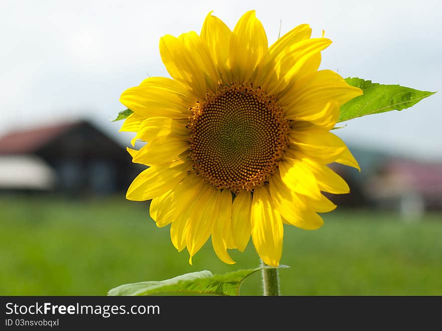 Sunflower in a kitchen garden