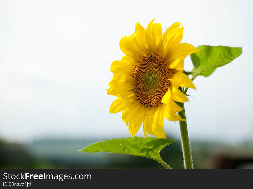 Sunflower in a kitchen garden